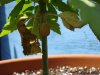Cannabis 002.jpg Cannabis 002.jpg