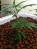 whole plant.jpg whole plant.jpg