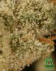 donkey_thc_013.jpg