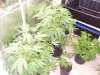 100_0704.jpg 100_0704.jpg