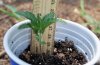 plant1.jpg plant1.jpg
