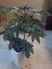 day 1 flower bk x mn.jpg