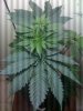 Bubba Kush x Mr. Nice Guy.jpg