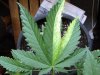 lowerleaf.jpg lowerleaf.jpg