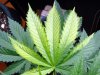 upperleaf.jpg upperleaf.jpg
