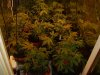 28.03.08 cheese, AK-48, Buzzberry and Papaya 001.jpg