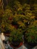 28.03.08 cheese, AK-48, Buzzberry and Papaya 004.jpg