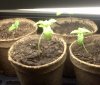290308 tight leaves.JPG