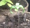 290308 tight leaves2.JPG