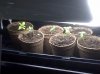 290308 transplants.JPG