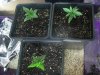 day12f.jpg