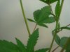 DSC01169.jpg