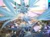 Week4Flowering 003.jpg