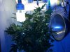 Week4Flowering 009.jpg