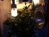 Week4Flowering 008.jpg