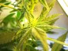 Week4Flowering 002.jpg