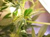 Week4Flowering 001.jpg