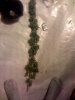budz.jpg budz.jpg