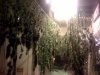 harvest2.jpg harvest2.jpg