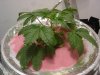 DSC02605.jpg