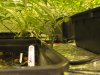 Raised Querkle Buckets.jpg
