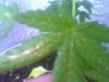 leaf.jpg