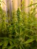 bud2.jpg