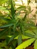 bud.jpg