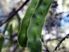 graines-dacacia-wattle-seeds-L-1.jpeg