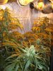 LIGHTS ON 7 WEEKS n-nl (2).jpg
