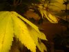 DSC03054.jpg