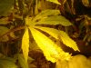DSC03053.jpg