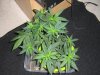 Picture 001.jpg