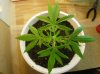 DSCN0316.jpg