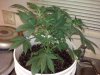 Kings Kush2.jpg