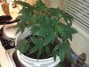 Kings Kush1.jpg