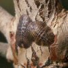 scale-insect.jpg