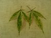 downsized_0731000106.jpg