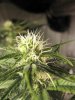 SourD-Day23.jpg