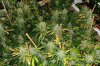 Multistrain organic grow 7 weeks into flowering.jpg