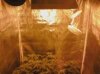 flowering week 1.jpg