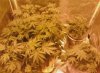 flowering week 1-2.jpg