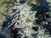 purpleneck bud.jpg