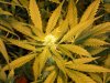 DSCN0063.jpg