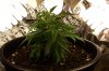 3-29 plant 3.jpg