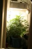 week2and a halfflower.jpg