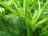 plant2 (3).jpg