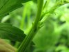 plant4 (2).jpg