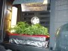 DSC00554.JPG