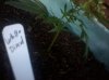 2010-08-03 19.57.01.jpg